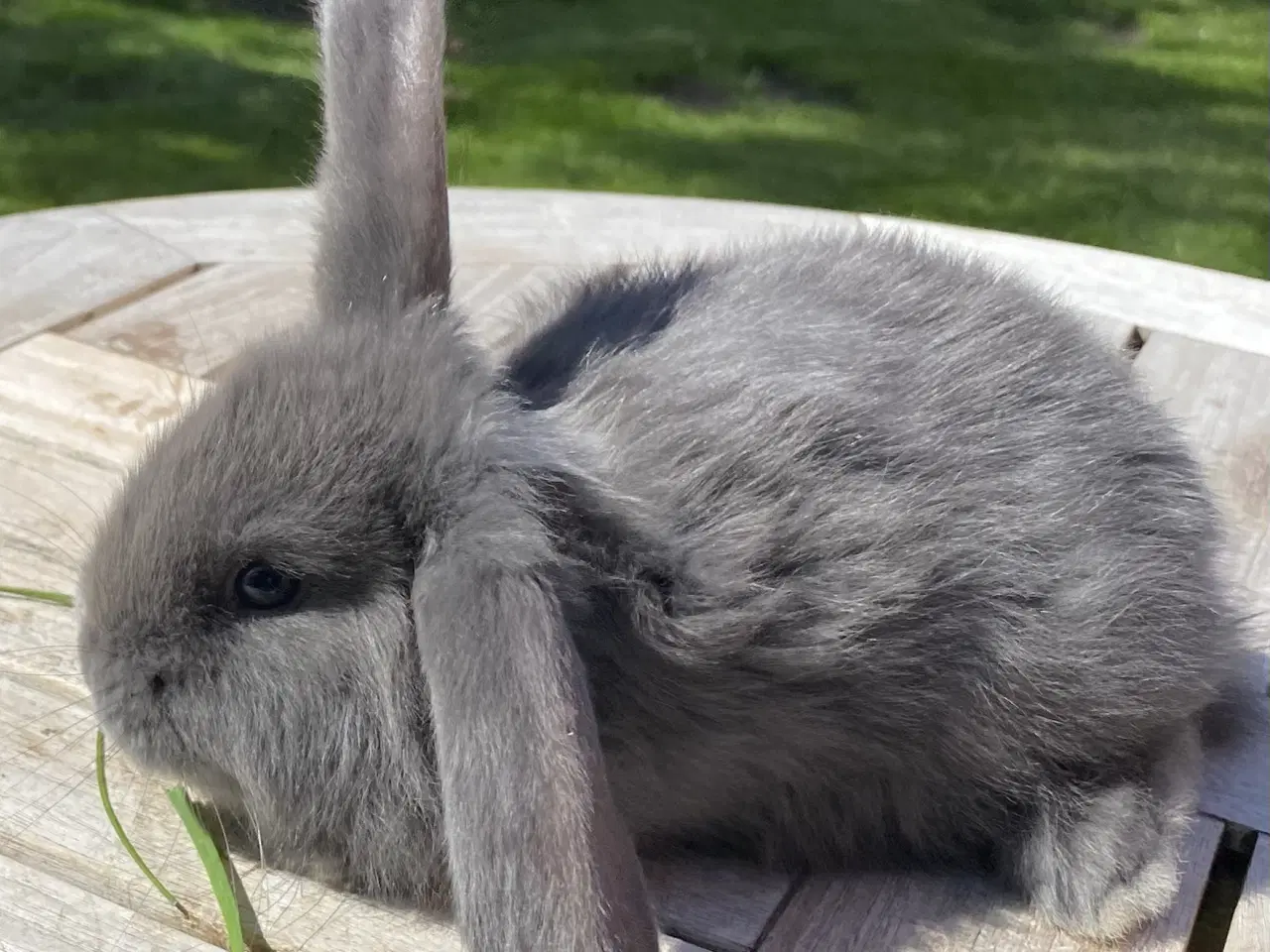 Billede 6 - FRANSK VÆDDER HUN BLÅ