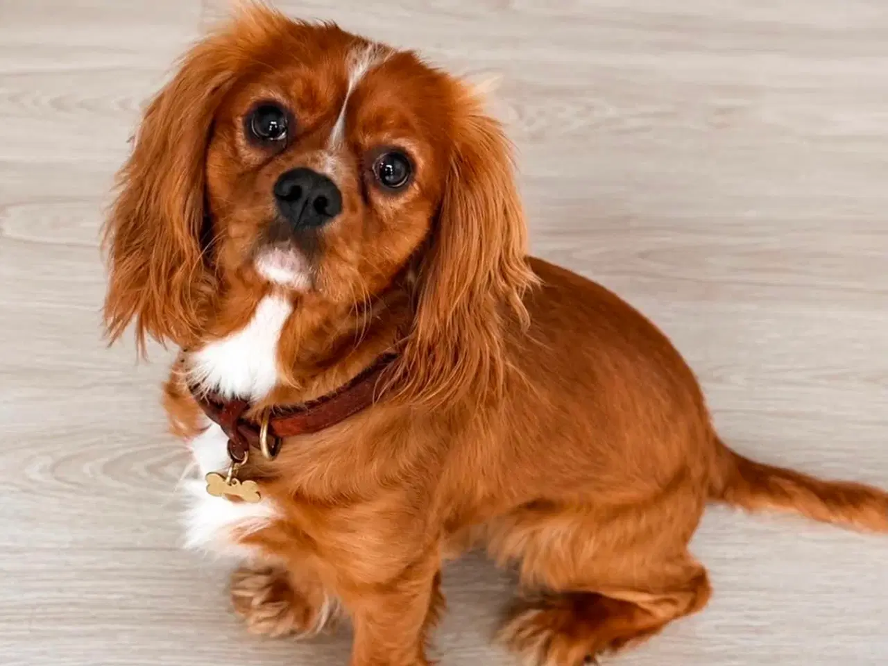 Billede 5 - Cavalier King Charles
