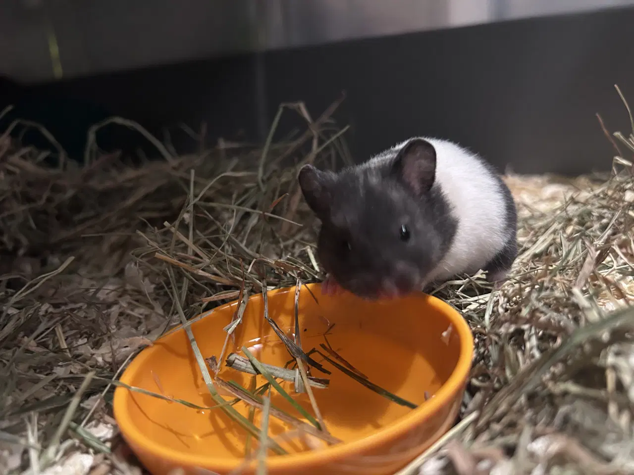 Billede 6 - Sibiriske guldhamster unger