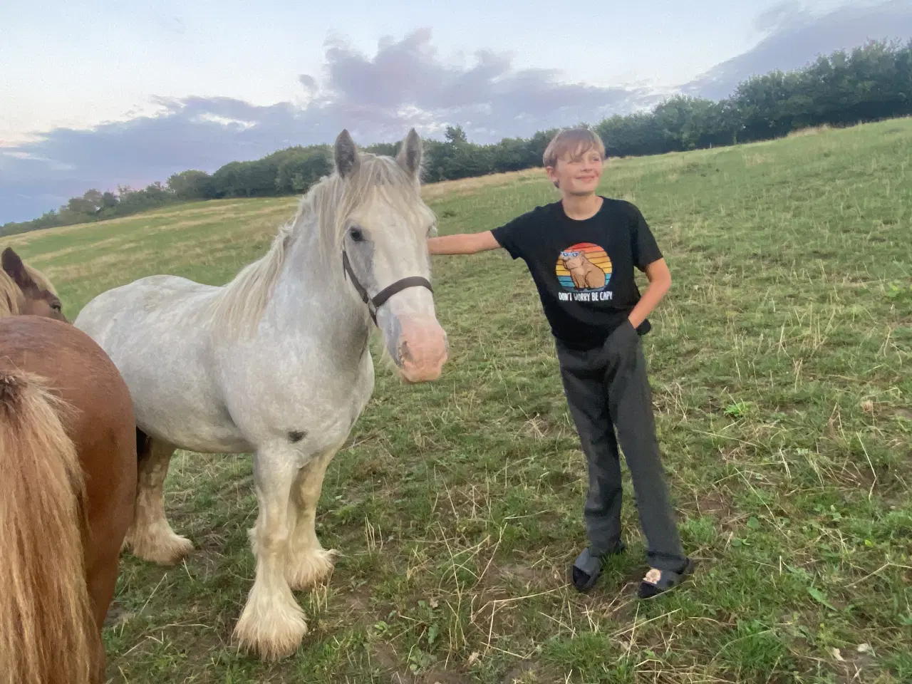 Billede 4 - Skøn dreng søger det rigtige hjem