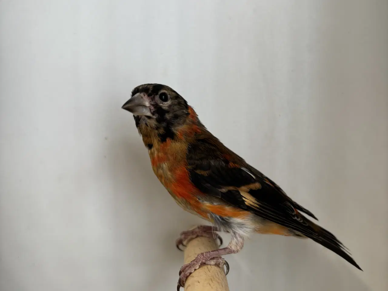 Billede 1 - Kapuziner sisken 2,2