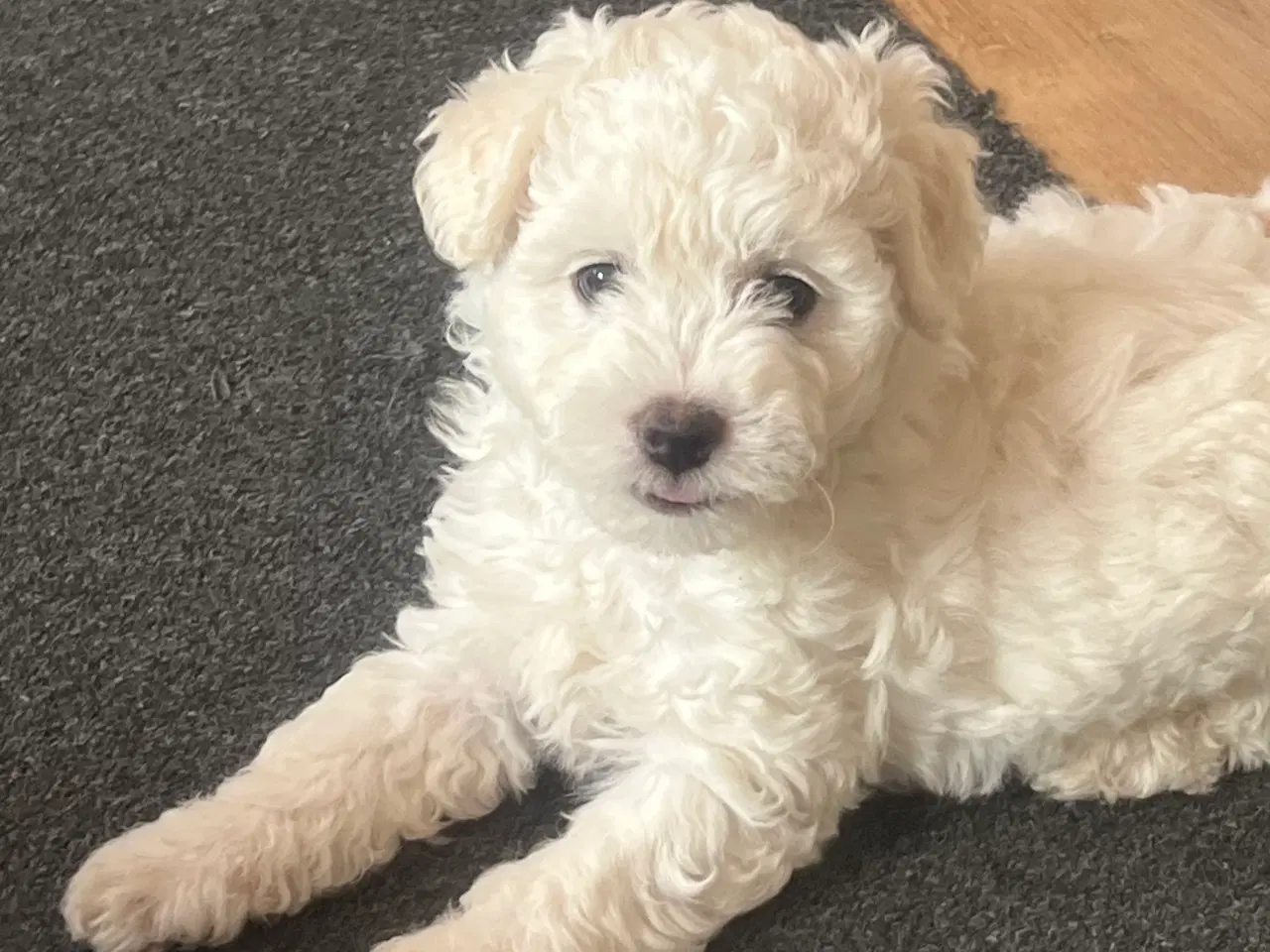 Billede 4 - Malteser/bichon hvalpe 