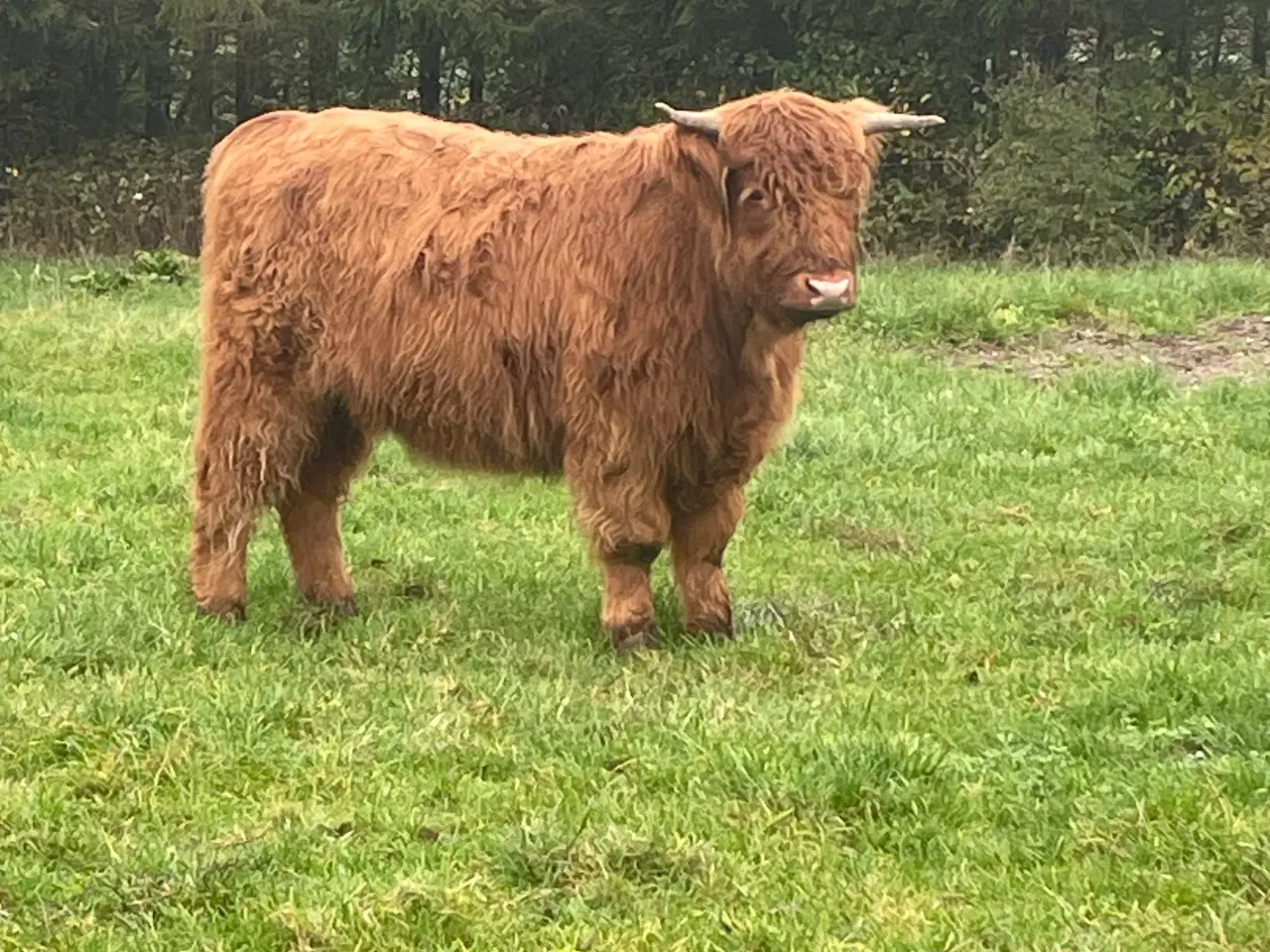 Billede 2 - Skotsk højland kalve