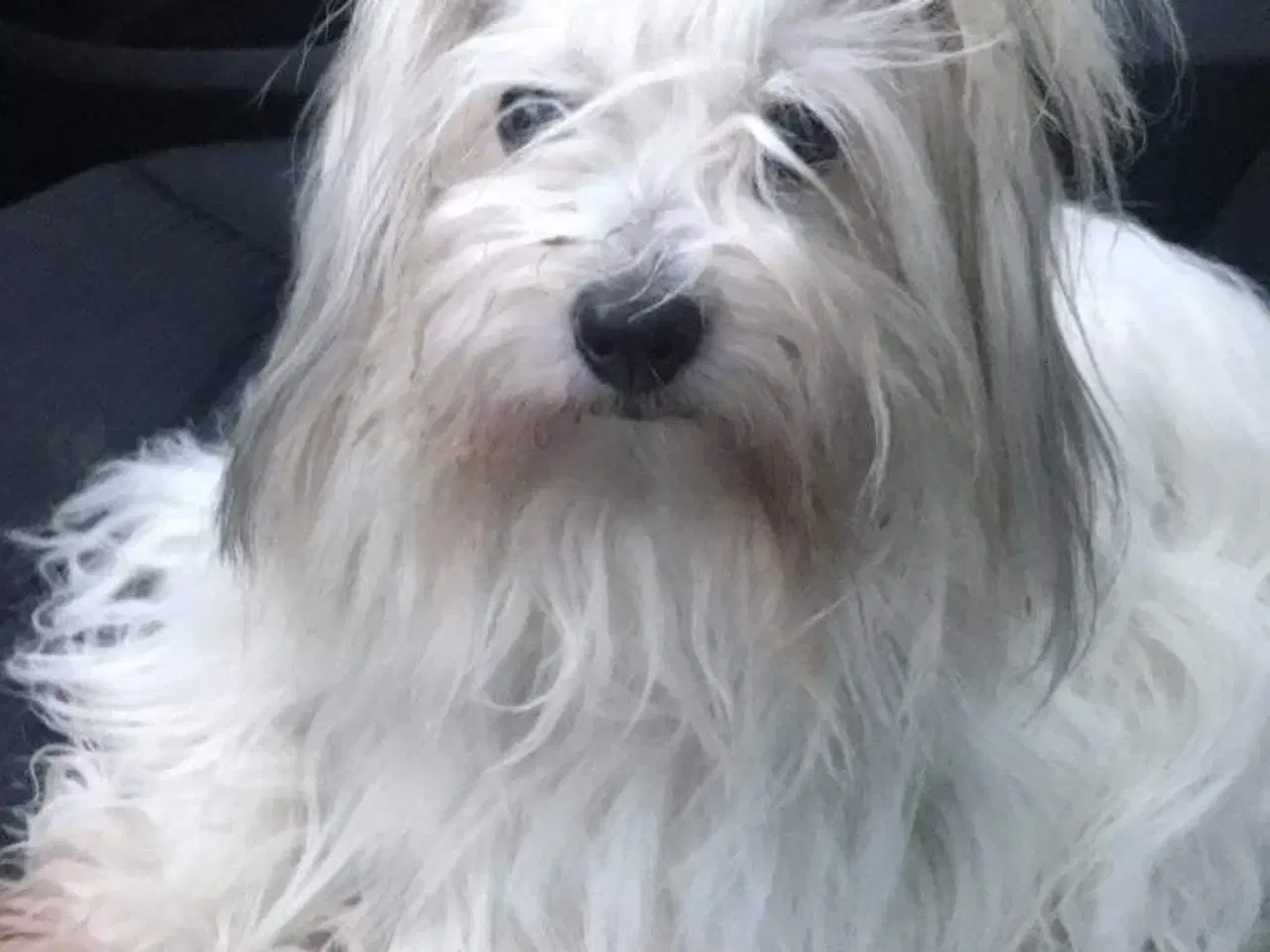 Billede 4 - Coton de Tulear / Bommuldshunde