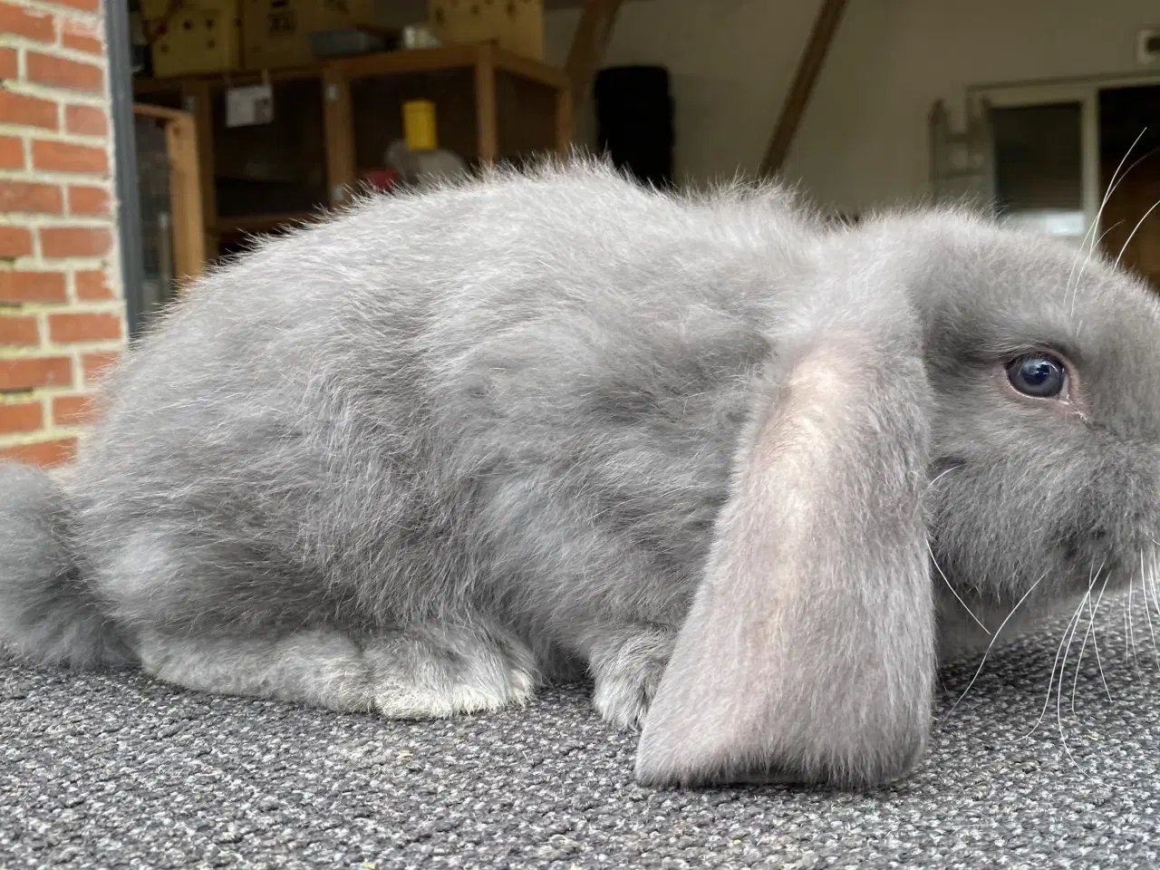 Billede 8 - FRANSK VÆDDER HAN BLÅ