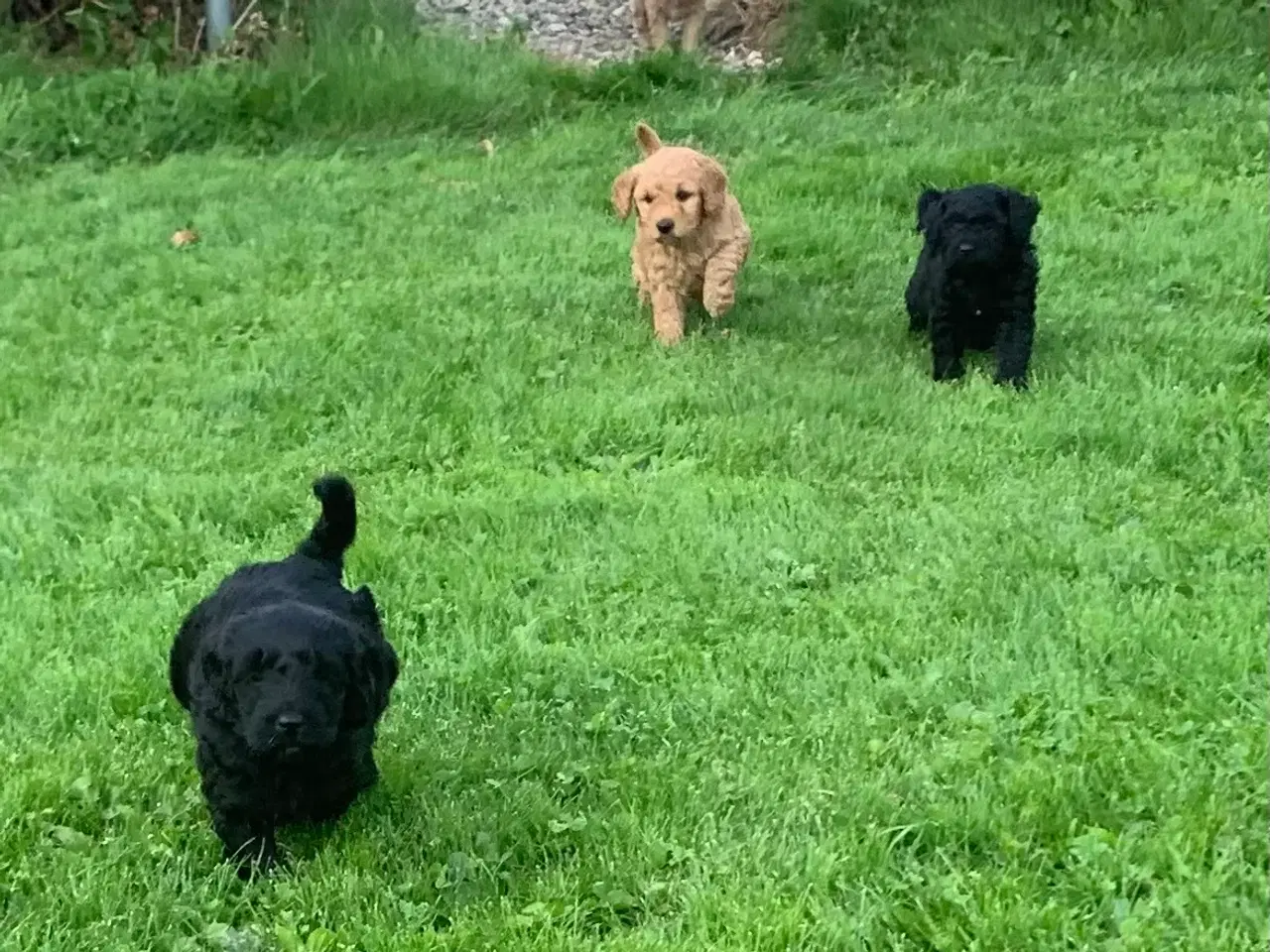 Billede 11 - Mini Golden doodle F1B babyer 