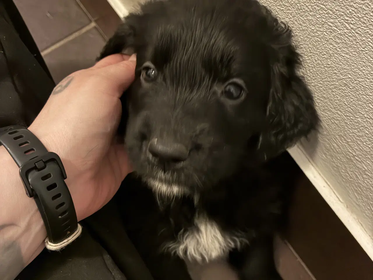 Billede 4 - Super skønne familiehunde