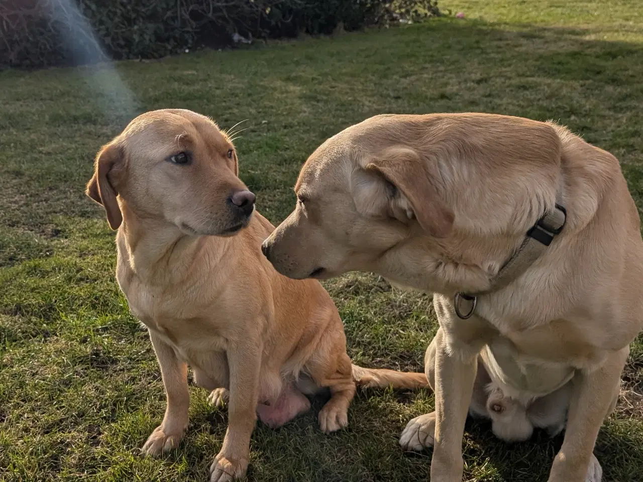 Billede 4 - Lækre Labrador hvalpe