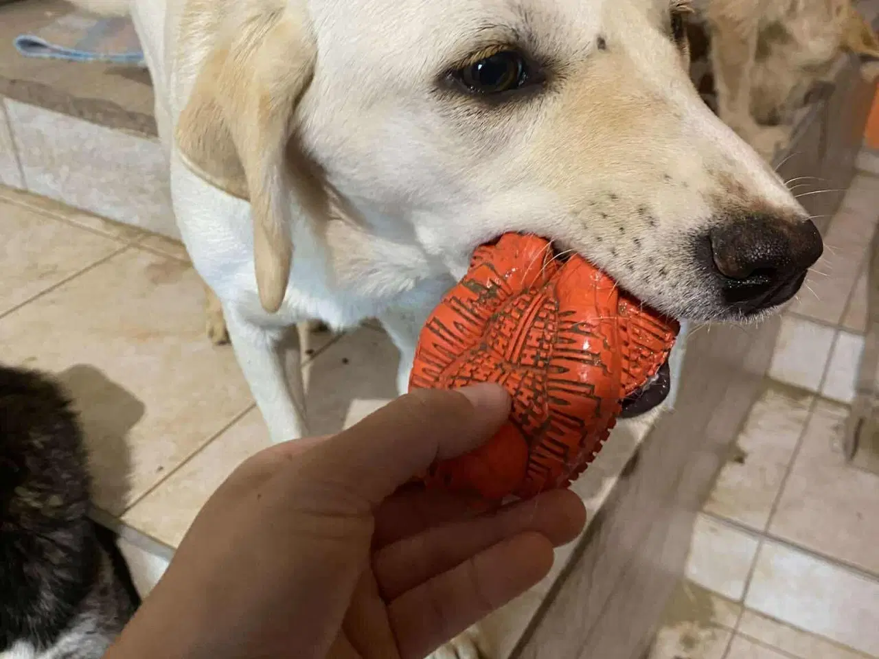 Billede 7 - Labrador mix søger hjem
