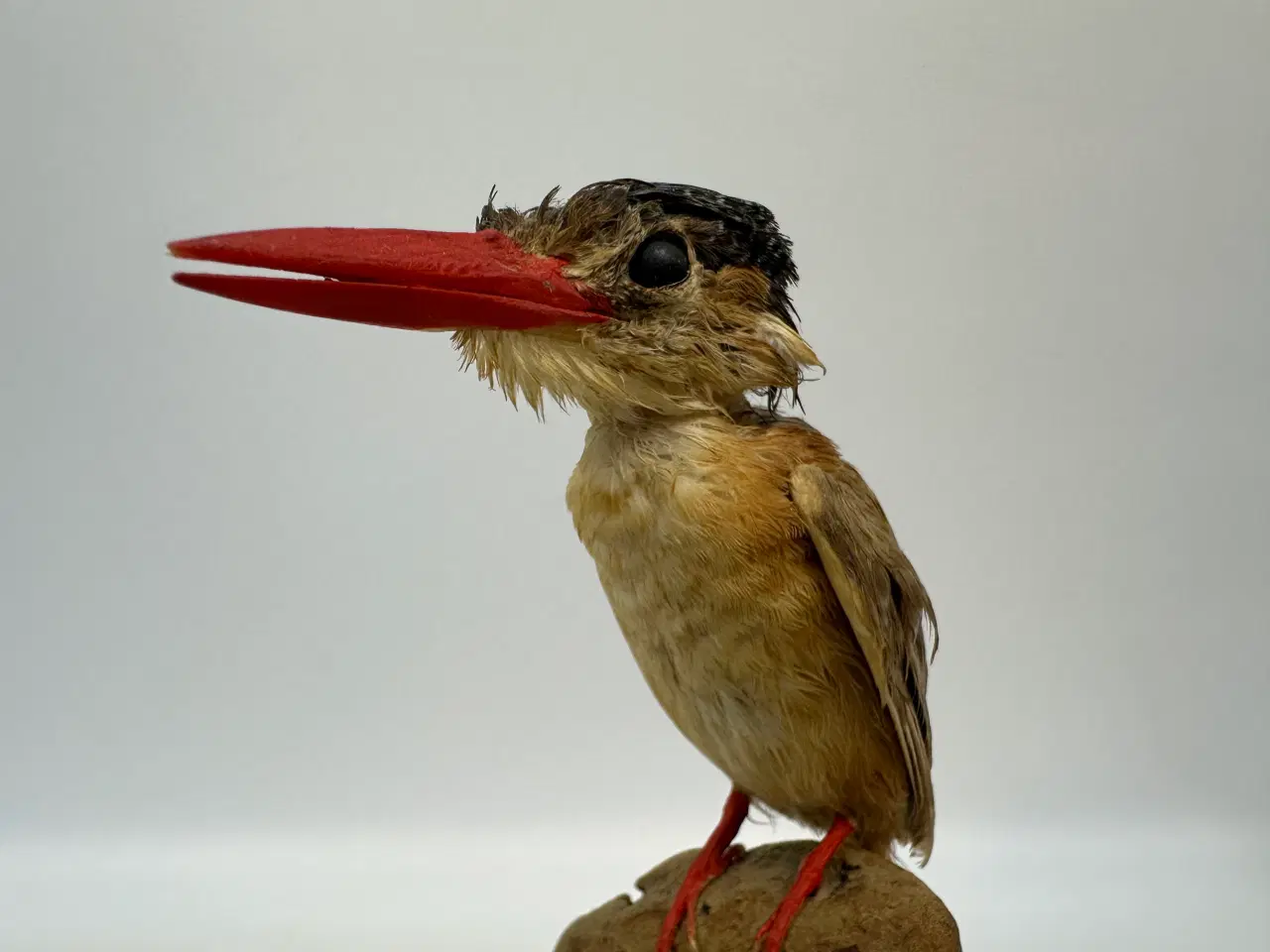 Billede 6 - Udstoppet Malakit / isfugl