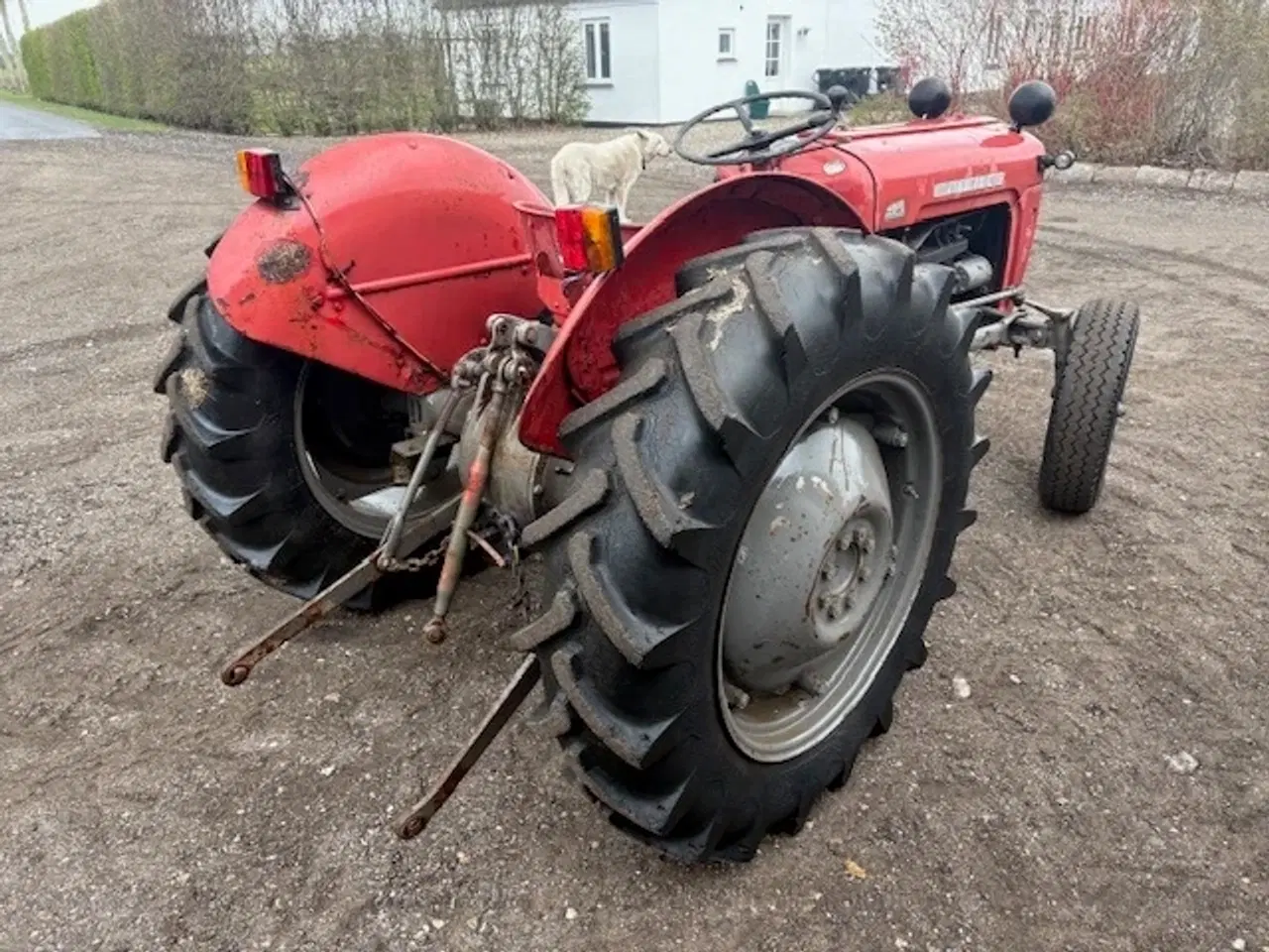 Billede 7 - Massey Ferguson 35 benzin