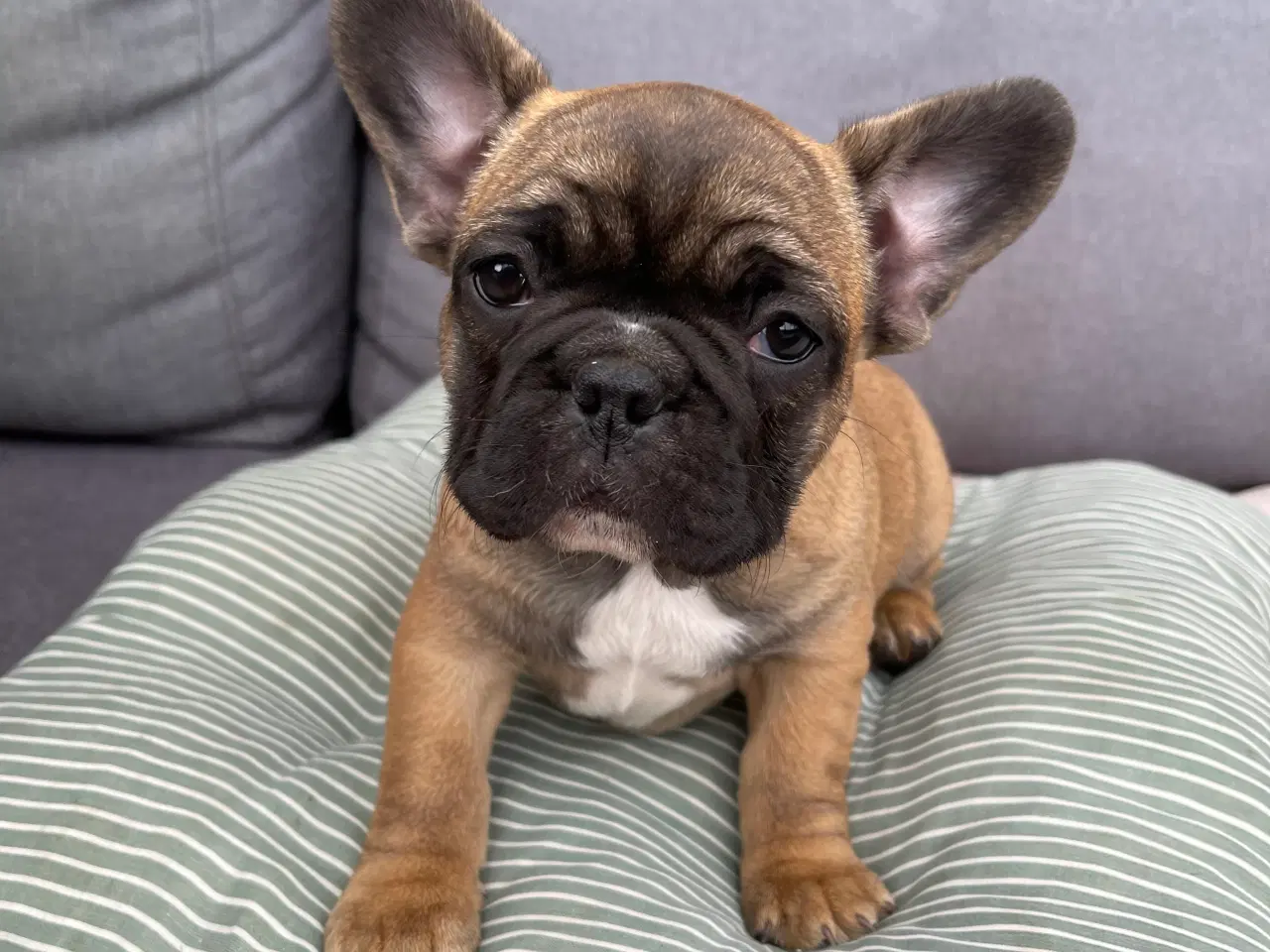 Billede 4 - Franch bulldog 