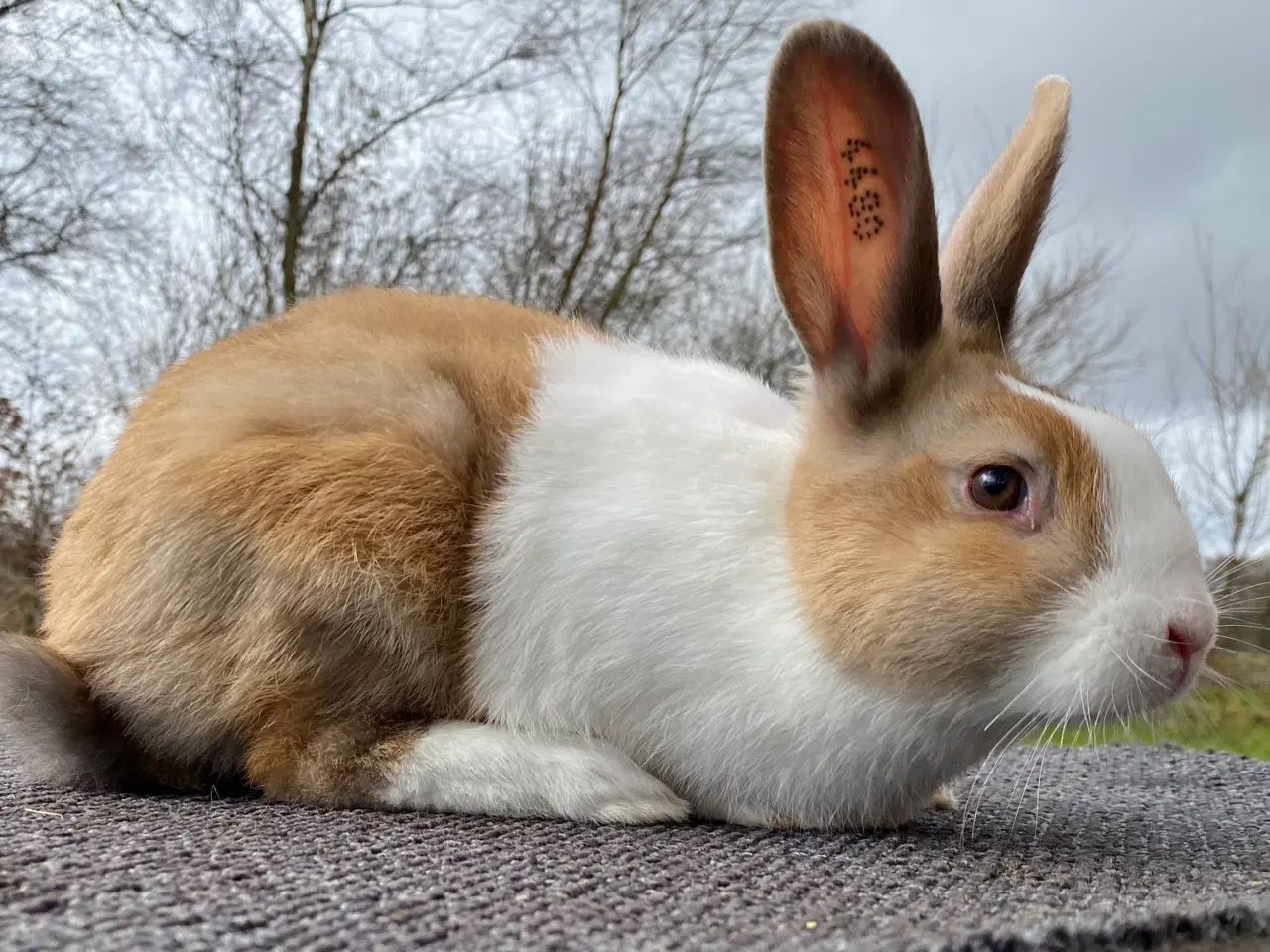 Billede 5 - HOLLÆNDER HAN MADAGASCAR