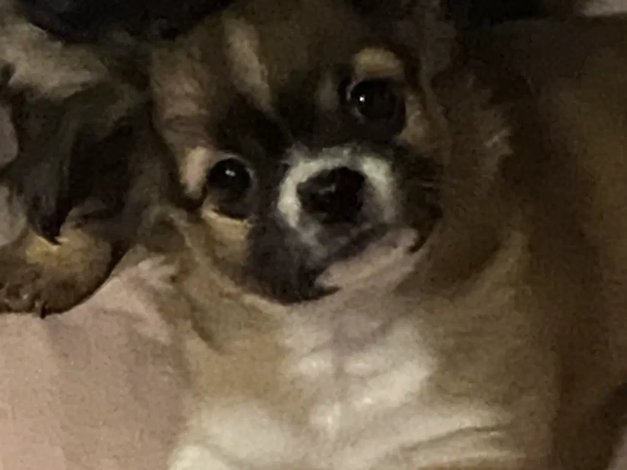 Billede 5 - Ung Hanhund