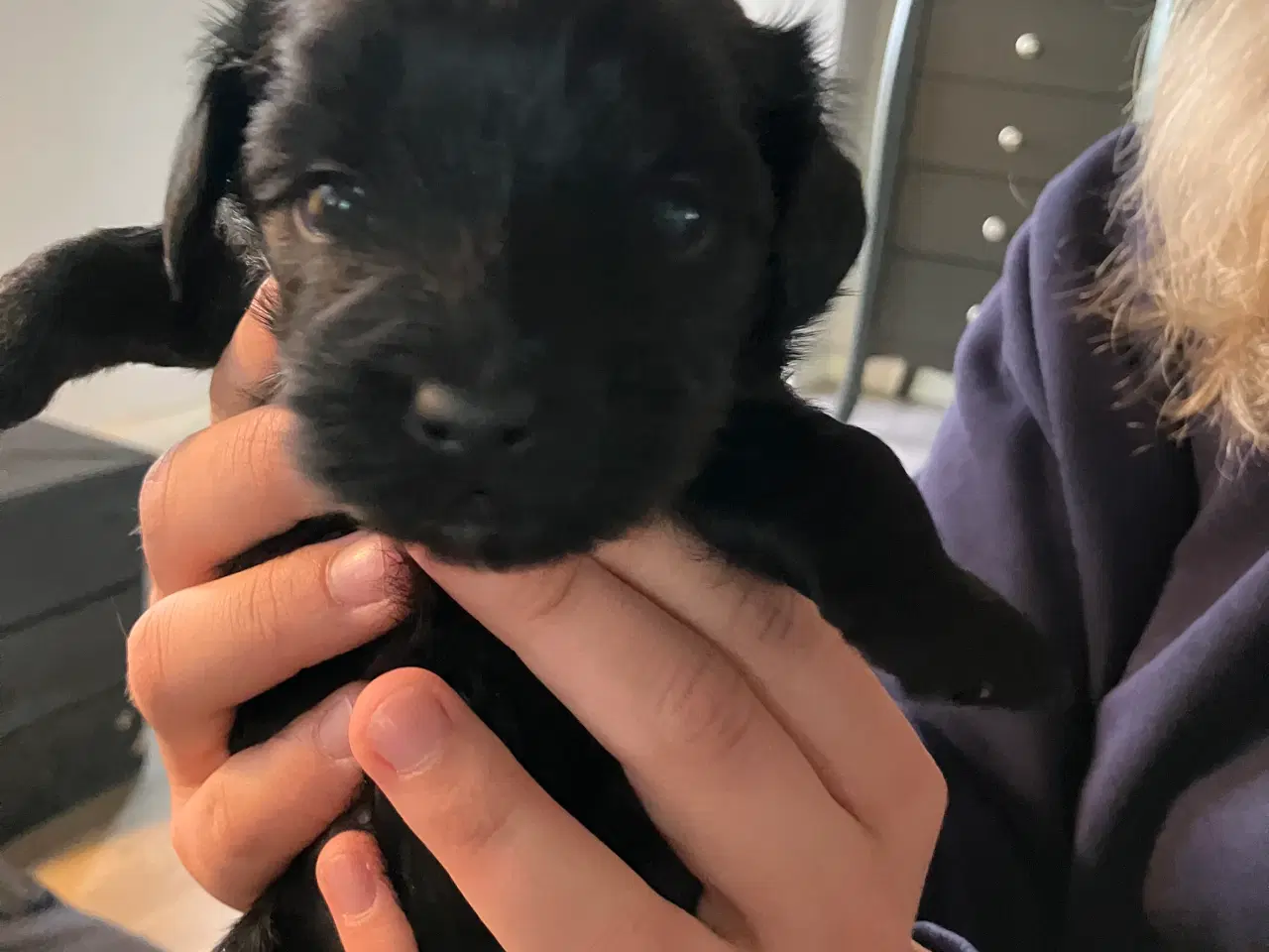 Billede 6 - Hundehvalp Yorkshire terrier/Dværgpuddel