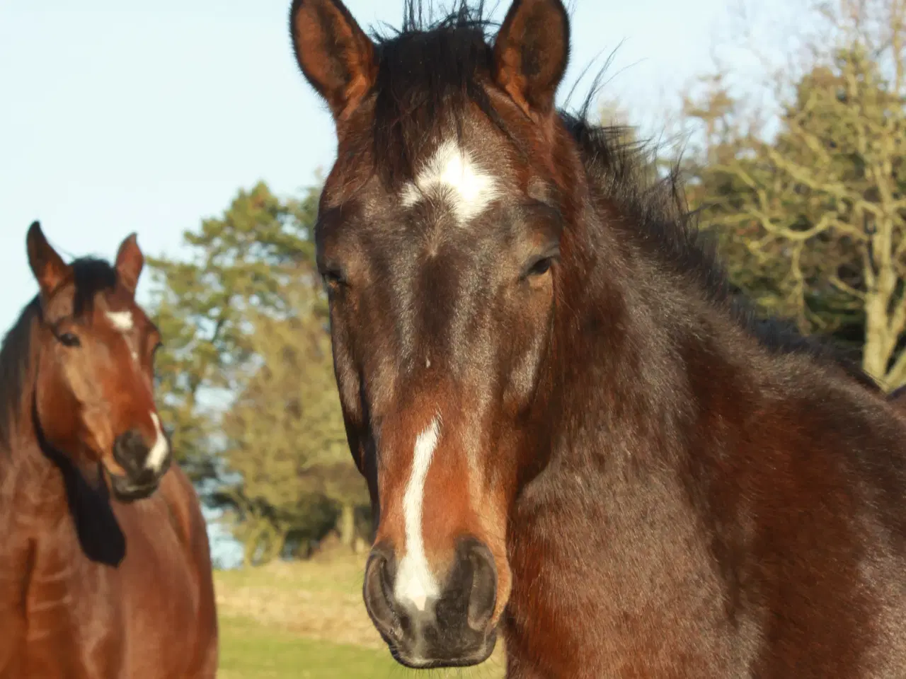 Billede 2 - 3 års vallak søger nyt hjem
