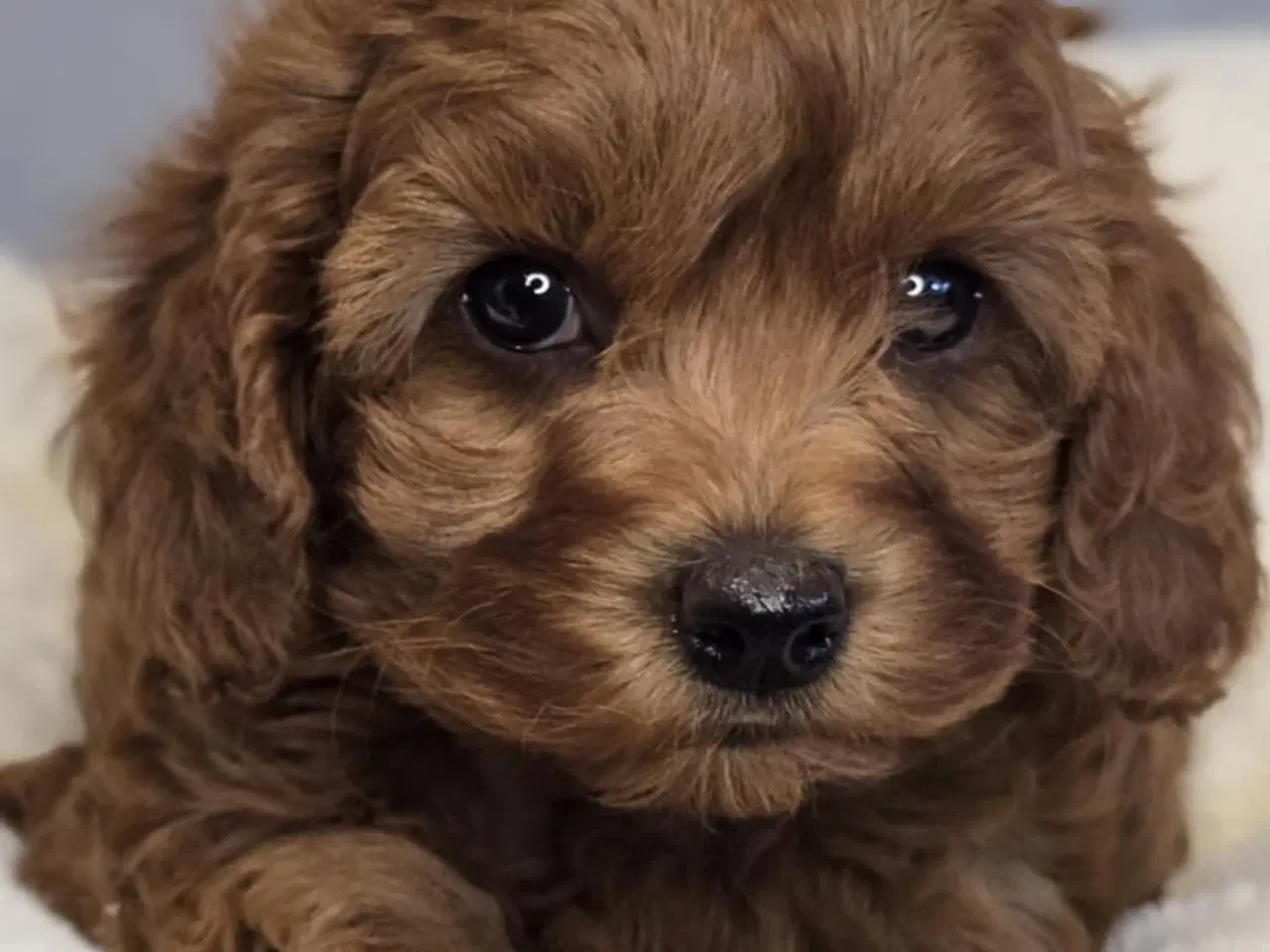 Billede 6 - Amerikansk Cockapoo F1B Pige