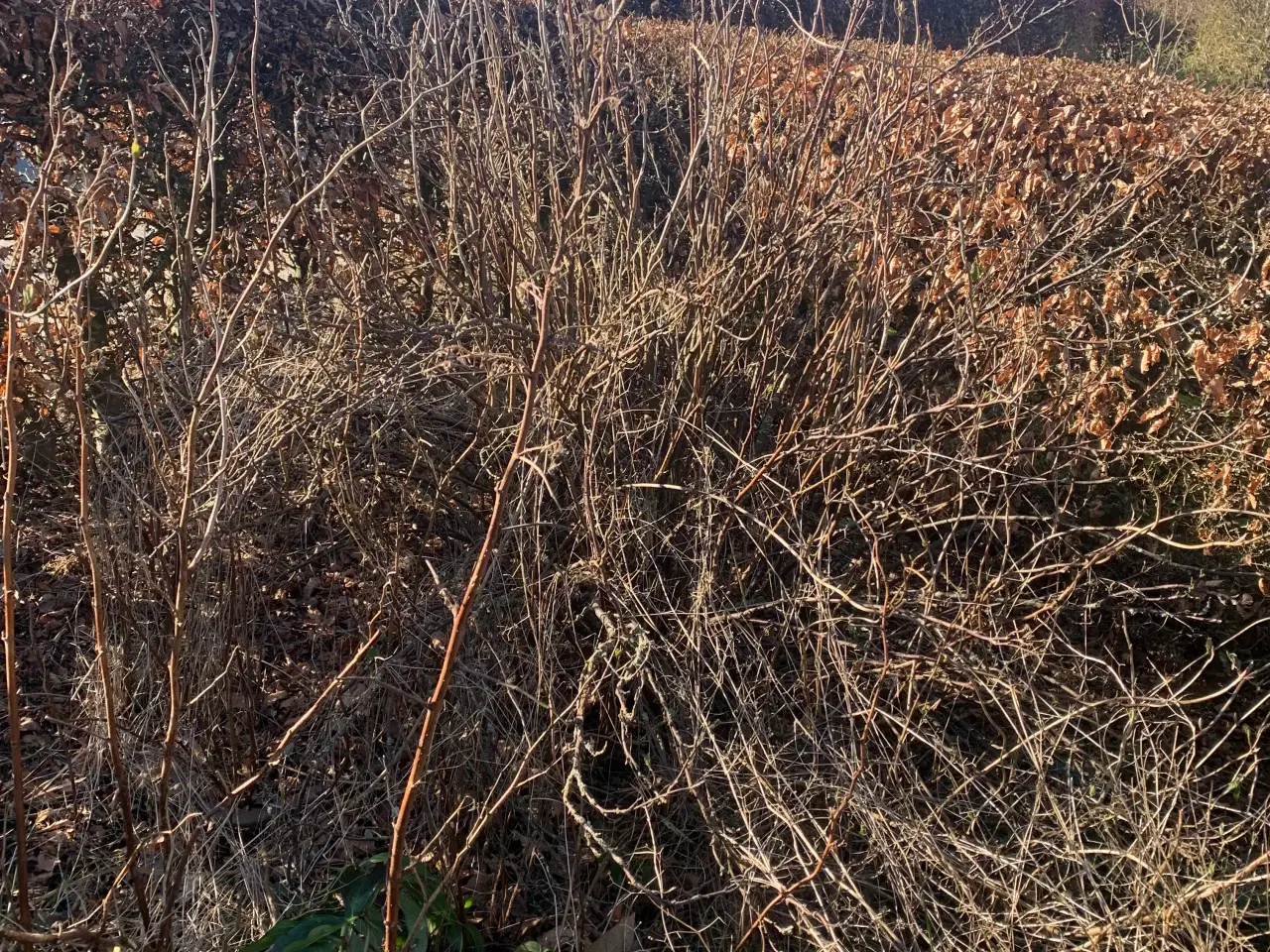 Billede 15 - Thuja busk og solbærbusk m m og mange marksten