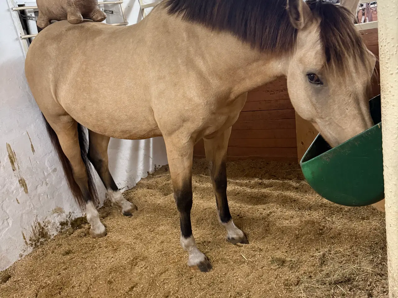 Billede 4 - Dine nye bedste ven