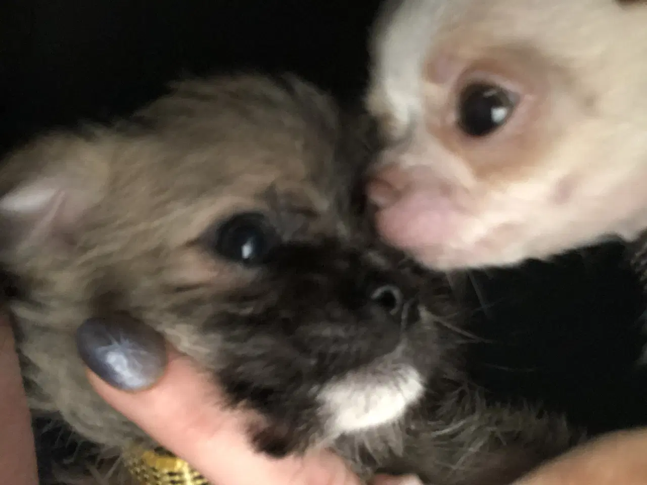 Billede 2 - 75% Chihuahua blanding dreng