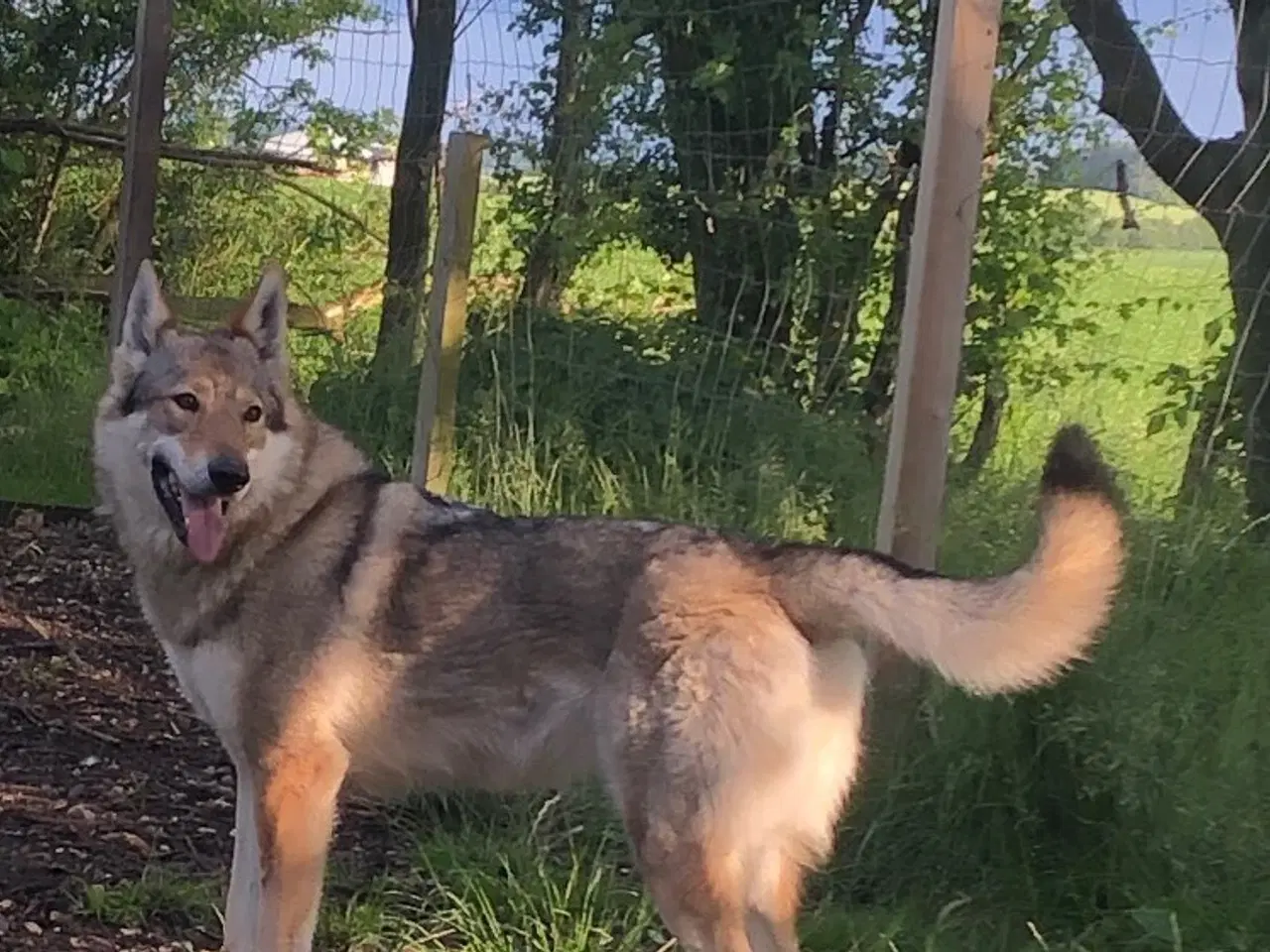 Billede 5 - Tjekkoslovakisk ulvehund/saarloos ulvehund hvalpe 