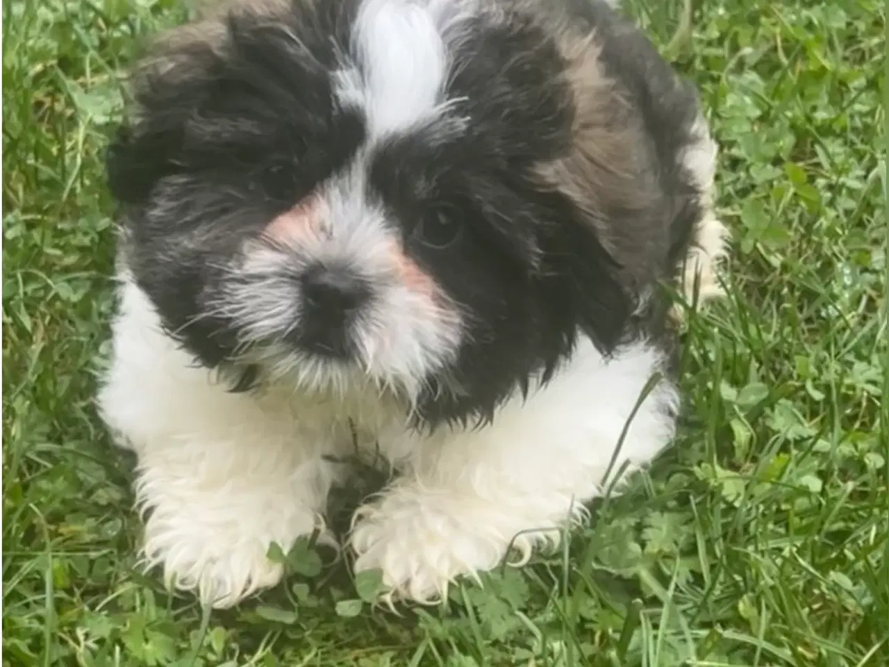 Billede 1 - Shih Tzu blandet race(sidste hvalpe