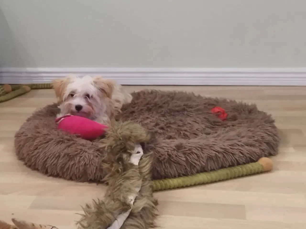 Billede 3 - Bichon Havanais pige