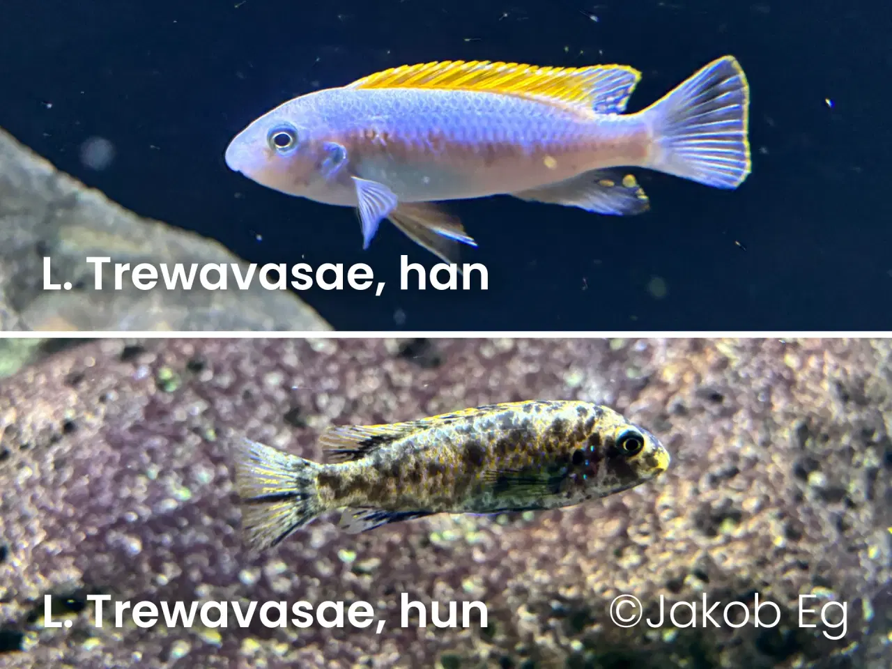 Billede 8 - Malawicichlider: Yngel af mange forskellige arter