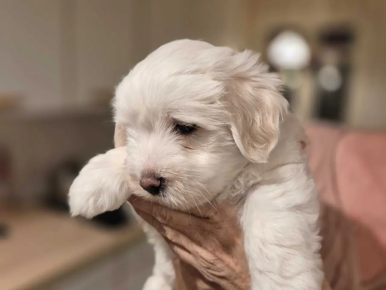 Billede 3 - Bomulds basse 🥰 "Blue"