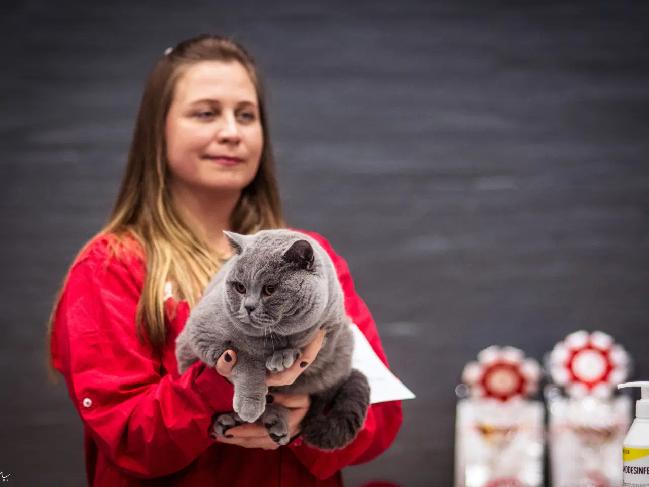 Billede 6 - DK Færge`s Bente efter gamle klassiske  blå linjer