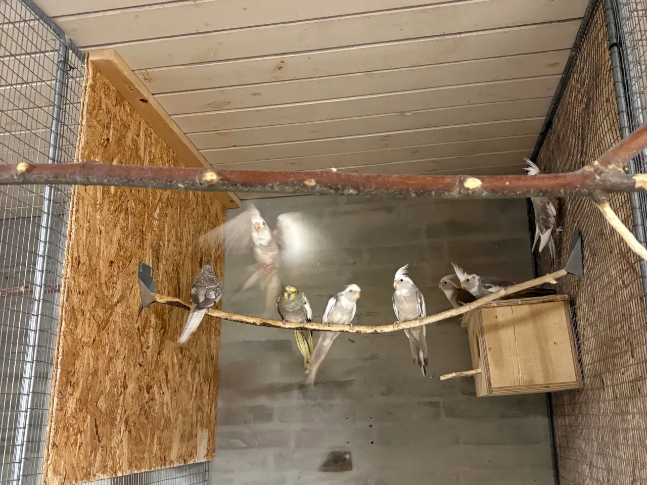 Billede 5 - Nymferparekitter pris pr stk fra 150kr