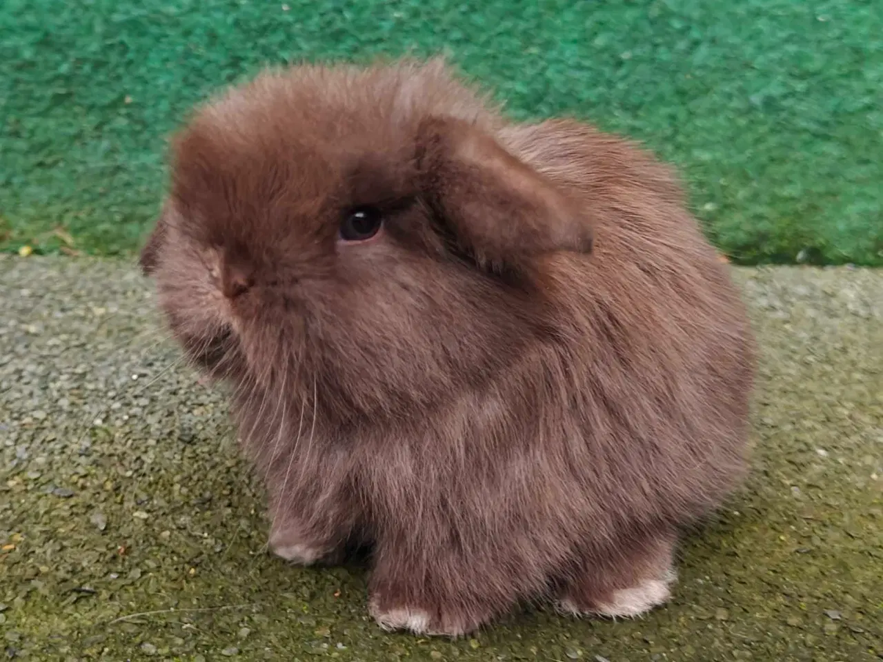 Billede 10 - Minilop