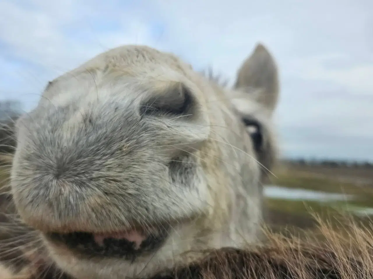 Billede 1 - 💜 Lille Benny Bomstærk søger sit menneske.  