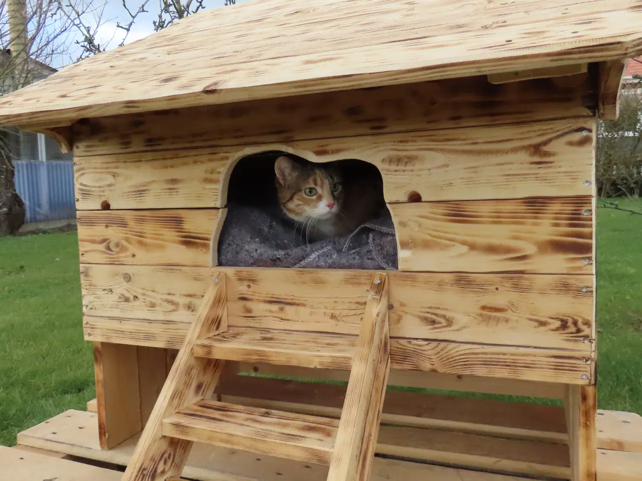 Billede 1 - Katte og hunde shelter