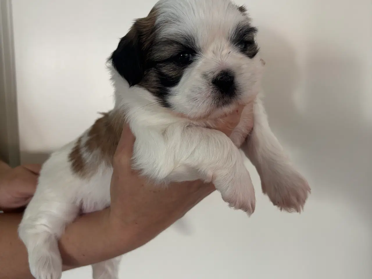 Billede 2 - Shih Tzu hvalpe sælges