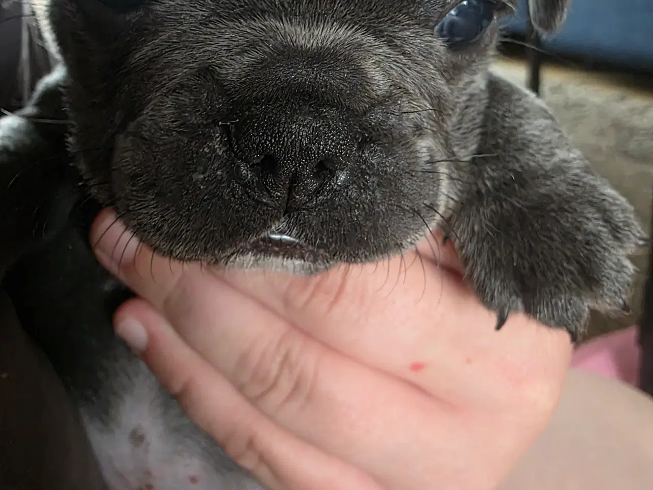 Billede 7 - Fransk Bulldog hvalpe 