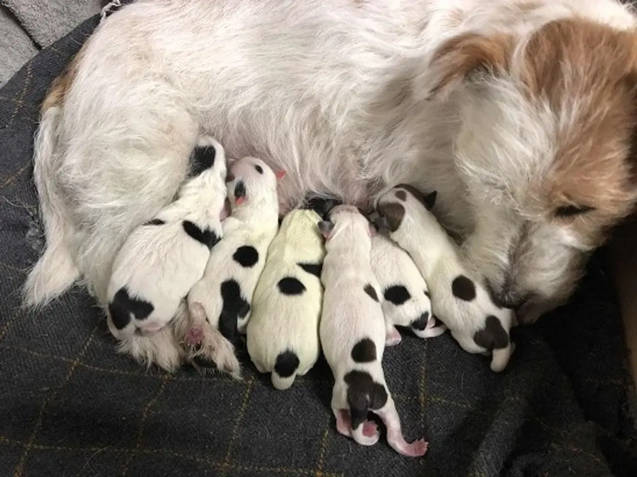 Billede 8 - Jack Russell Terrier hvalpe 8 uger 1-3-26