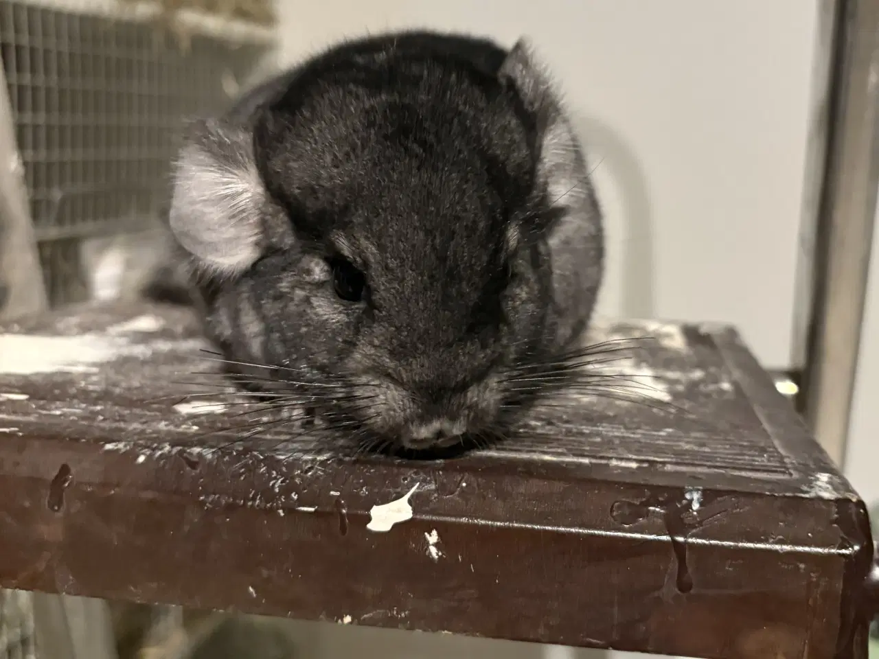 Billede 2 - HUN Pure grey chinchilla