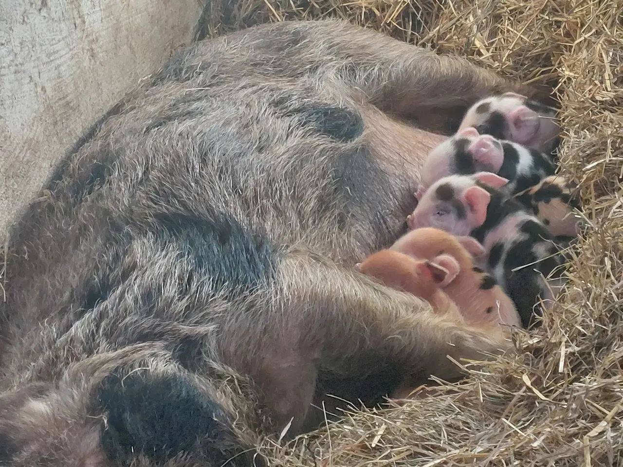 Billede 1 - Fine Kunekune grise 