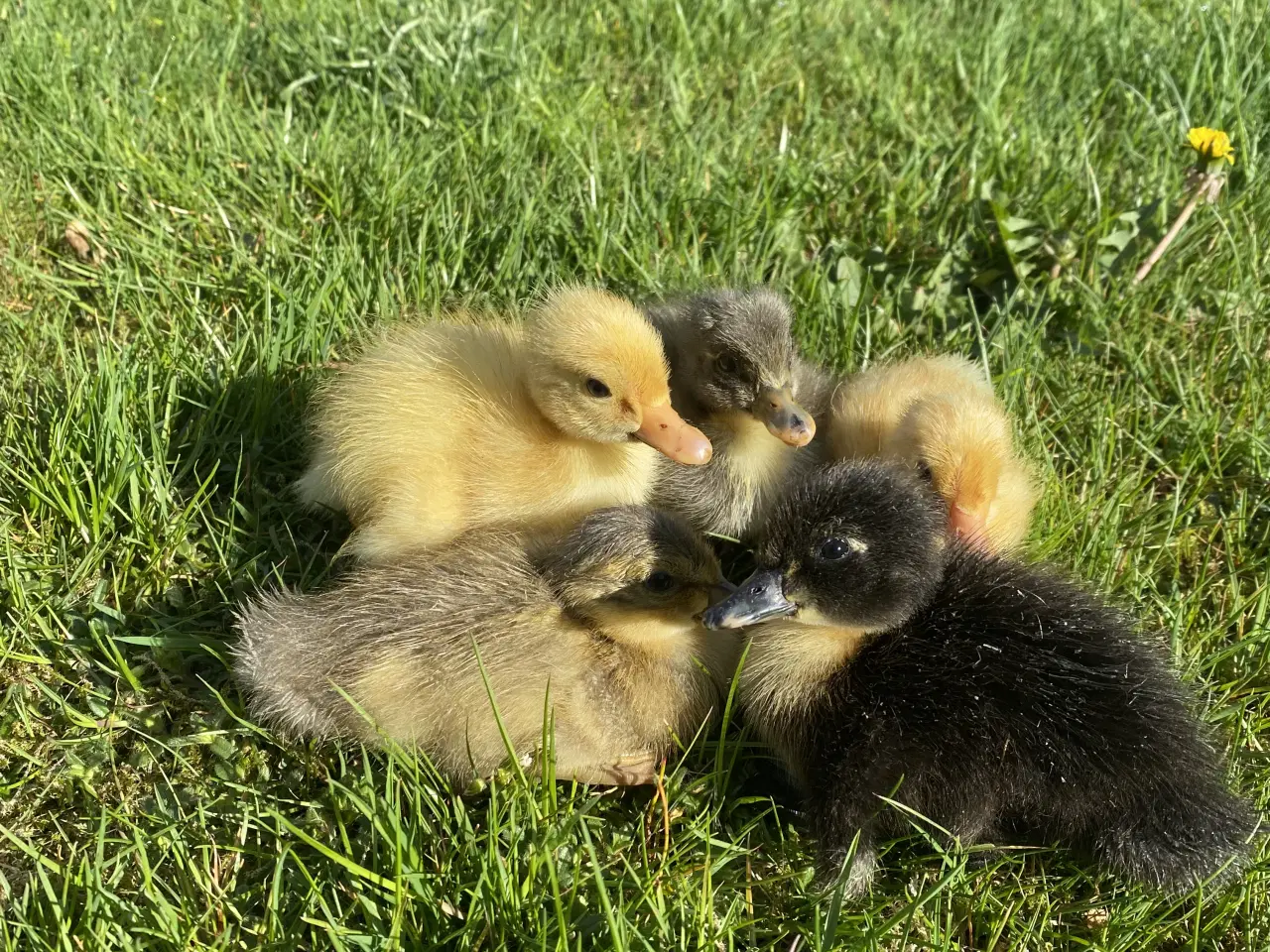Billede 2 - Rugeæg fra løbeænder