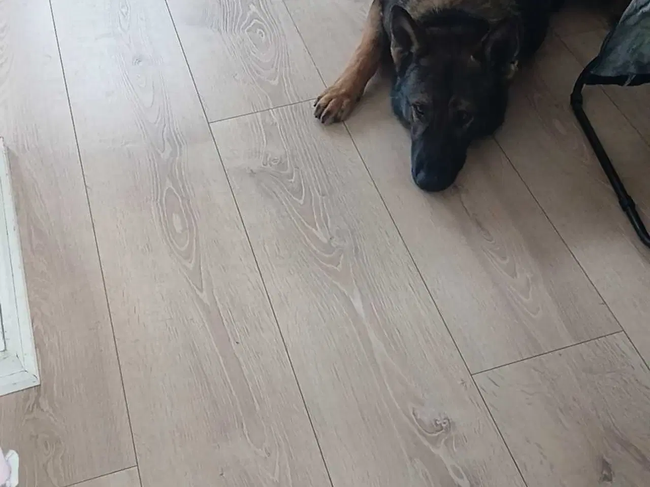 Billede 5 - Grå schæfer han