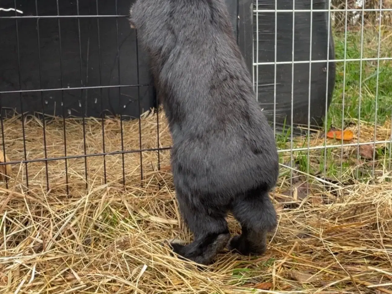 Billede 4 - Lille ozzy 