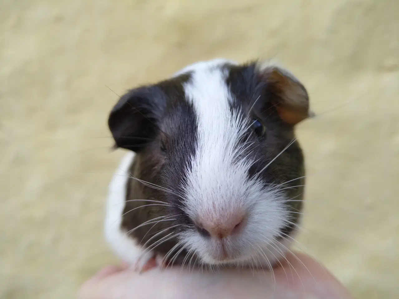 Billede 2 - 2 søstre, glathårede 