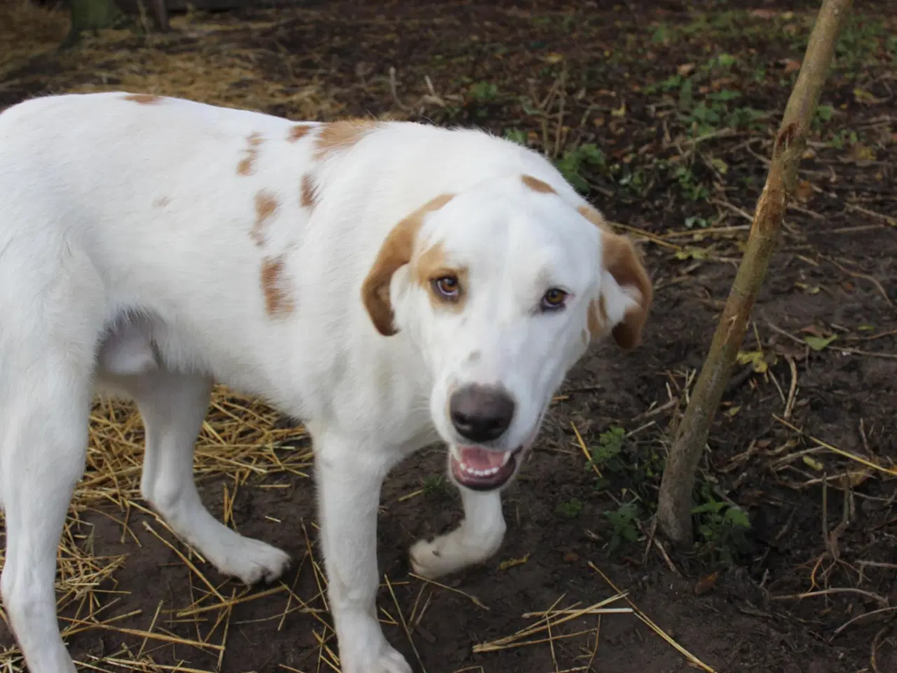 Billede 9 - Smukkeste Falki søger sit helt eget hjem