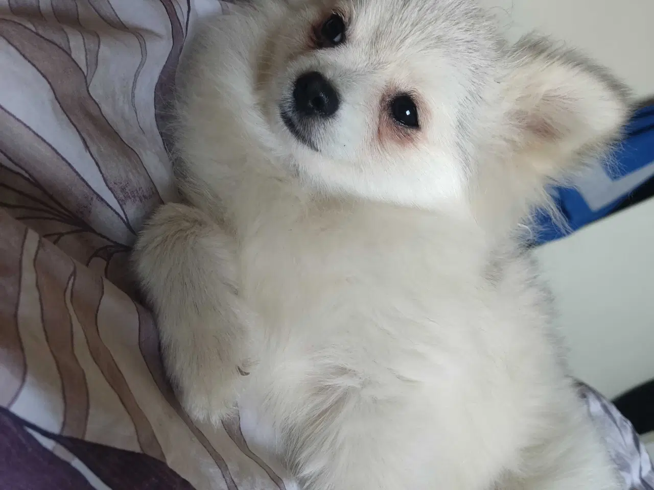 Billede 3 - Mini Pomeranian 