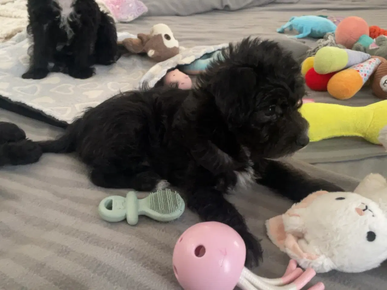 Billede 7 - En skøn hvalpedreng søger sit nye hjem 🐶❤️