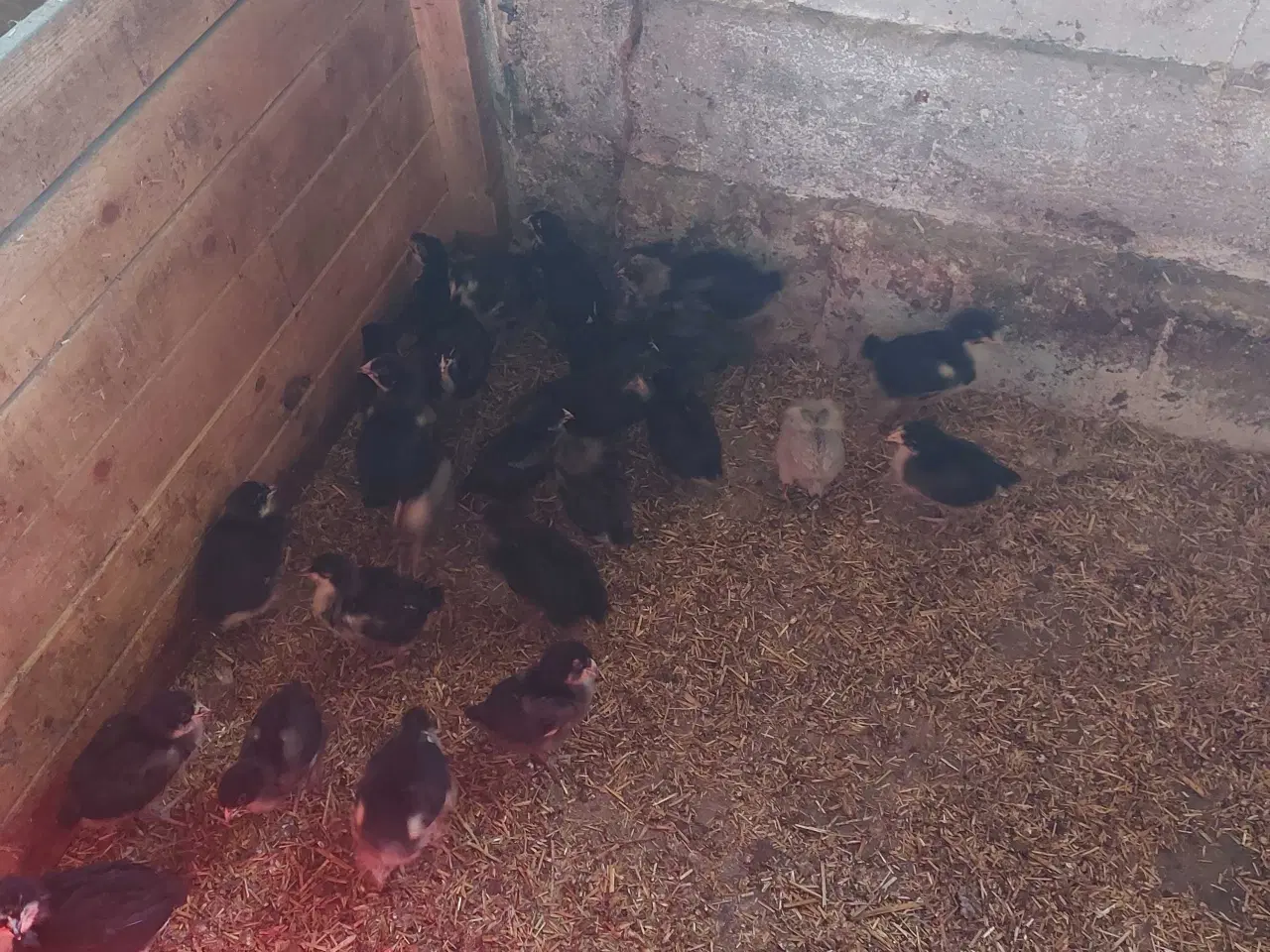 Billede 2 - Krydsning kyllinger 