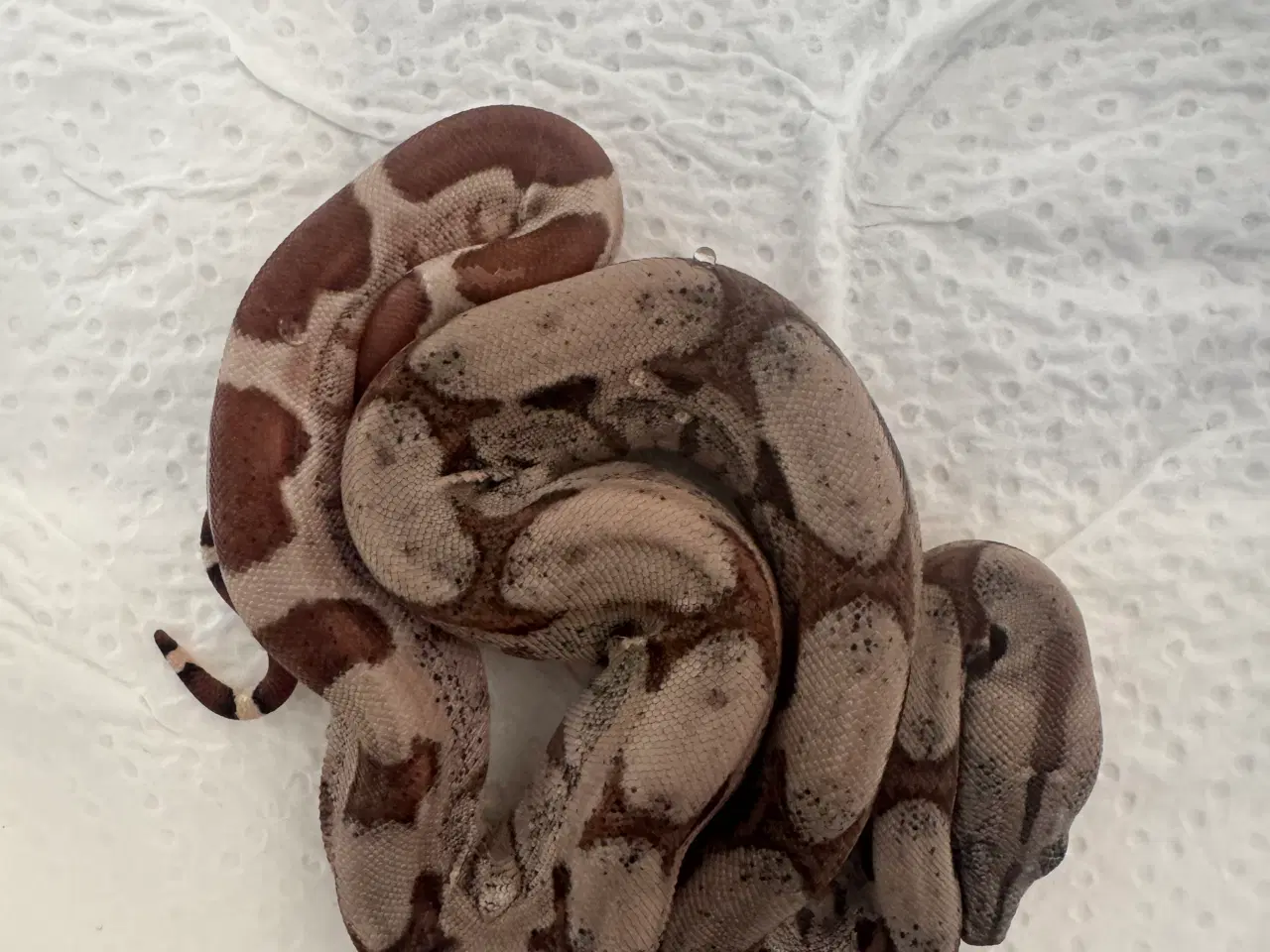 Billede 4 - Boa constrictor 