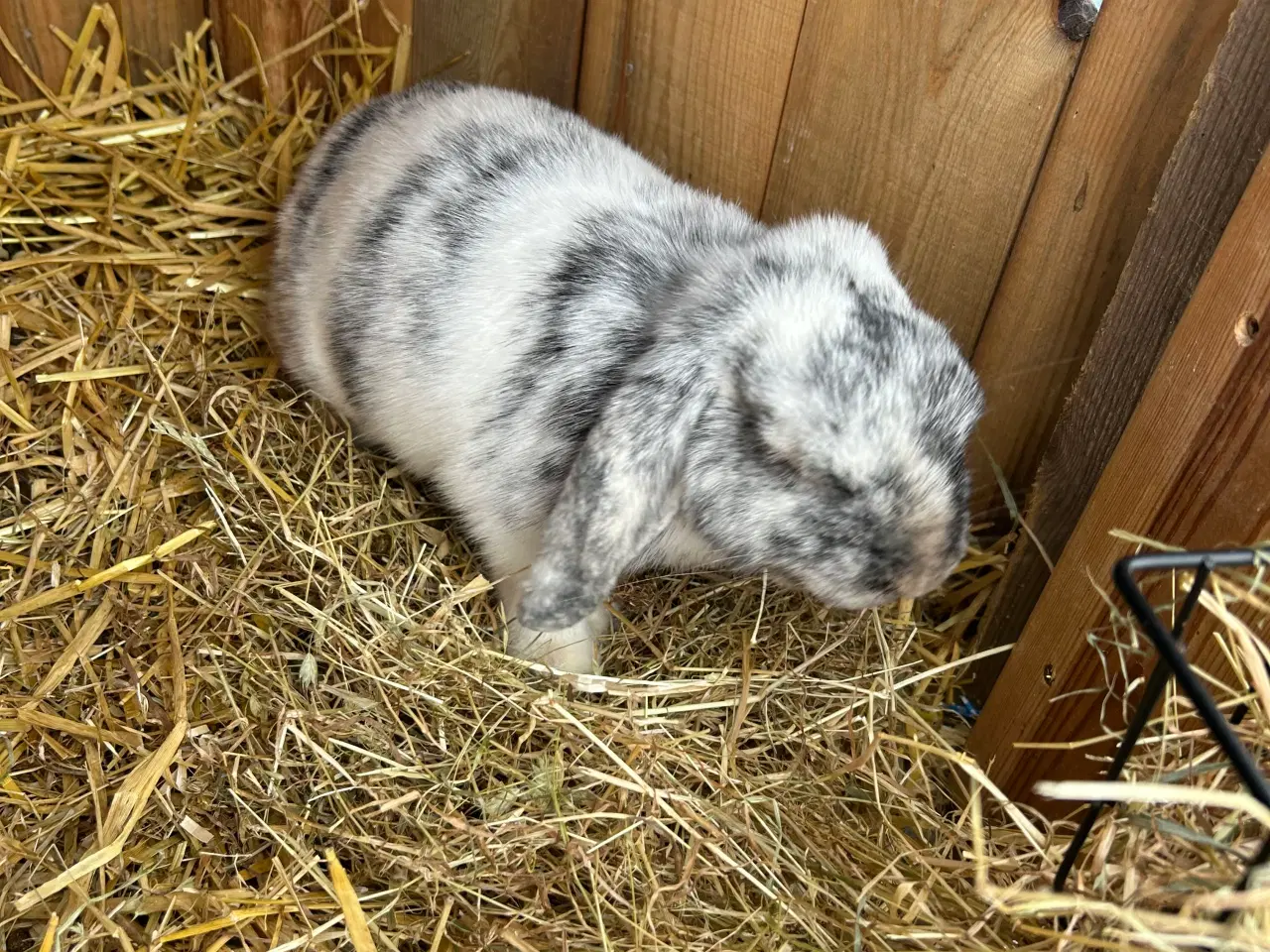 Billede 2 - Dværg Kanin