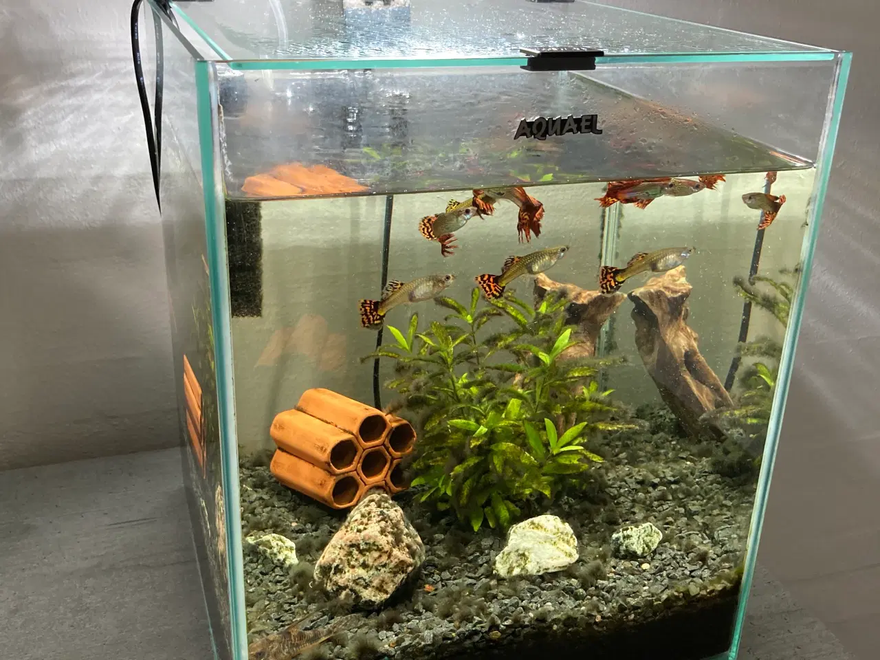 Billede 2 - Akvarium 30 Liter